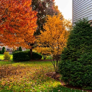 A house garden with trees having autumn foliage