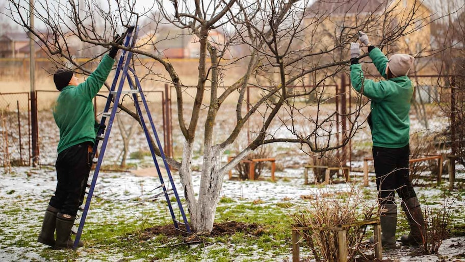 A gardening team trimming a tree during winter