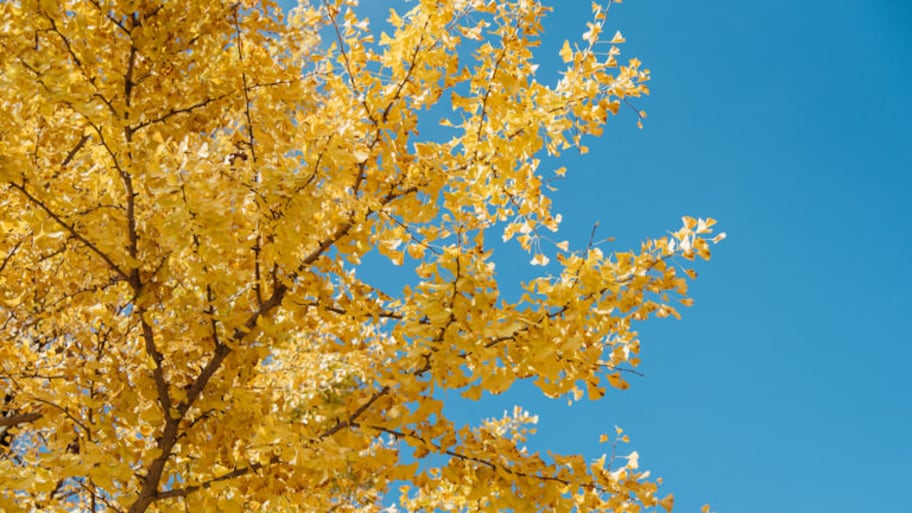 A ginkgo tree with its yellow foliage 