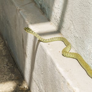 Green snake outside on ledge