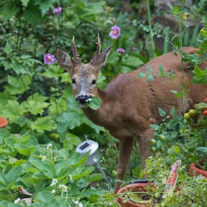 A young buck deer eating leaves in a residential garden