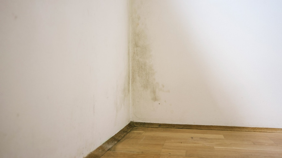 An interior wall with signs of green mold