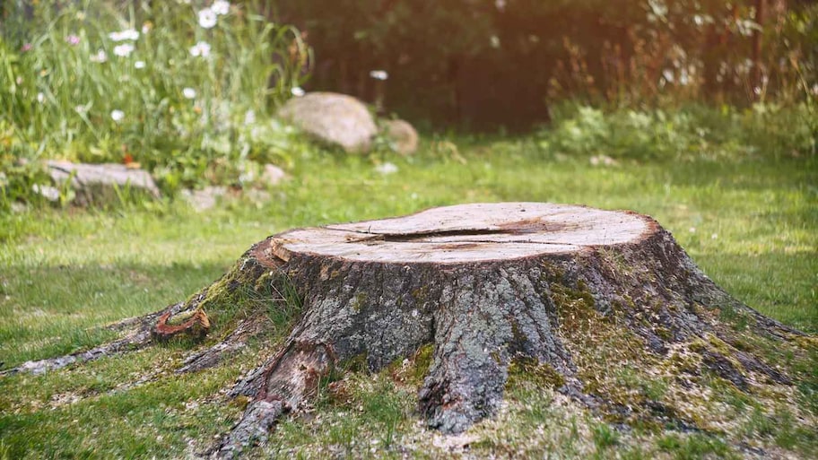 A large stump in a backyard