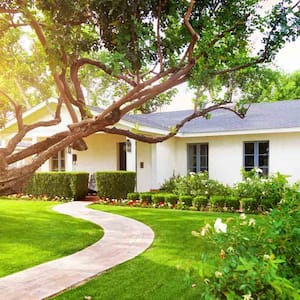 large beautiful tree in front of white home