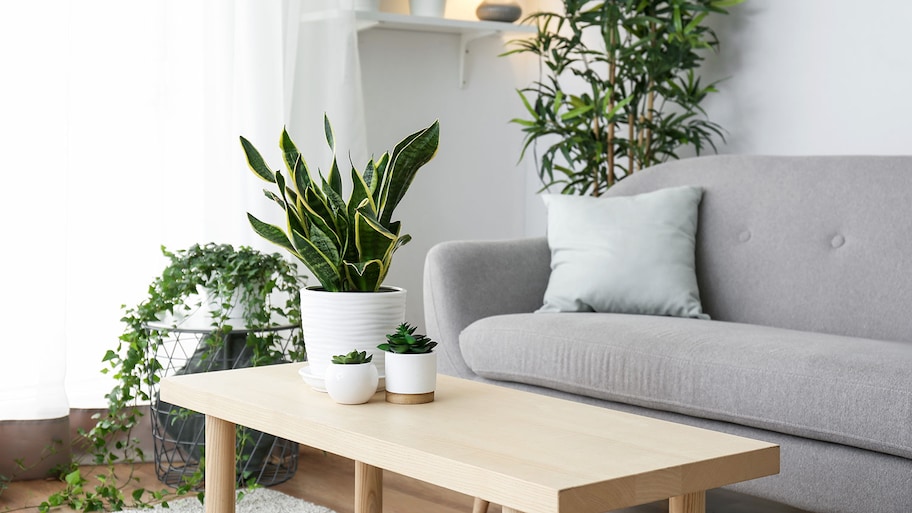 Stylish living room interior decorated with plants