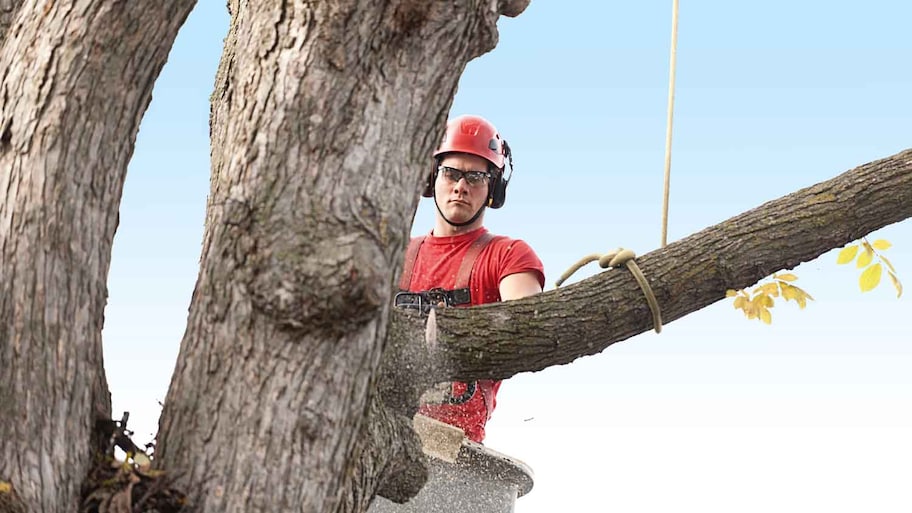 A man using a chainsaw to cut a branch off a tree