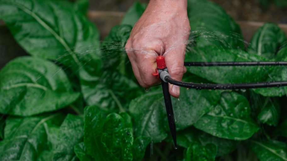 A man installing a drip irrigation system