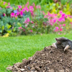 Mole on top of a mound in the yard