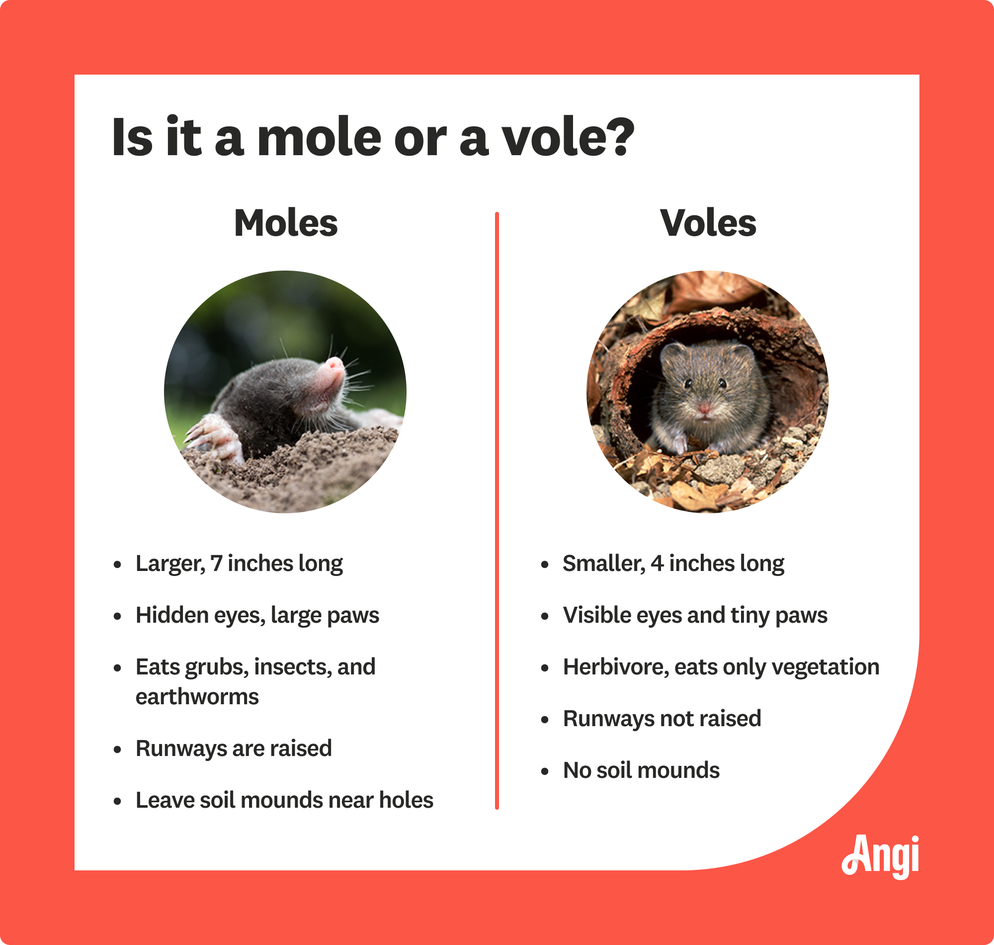 Moles versus voles comparison, with voles being herbivores and smaller than moles