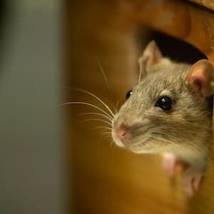 A mouse peeking through a hole