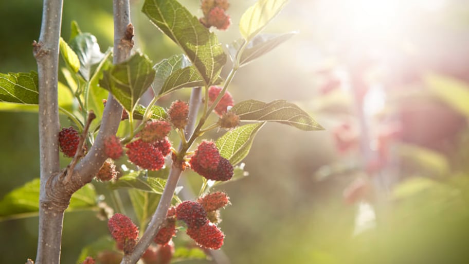 Close up of mulberry’s tree fruits