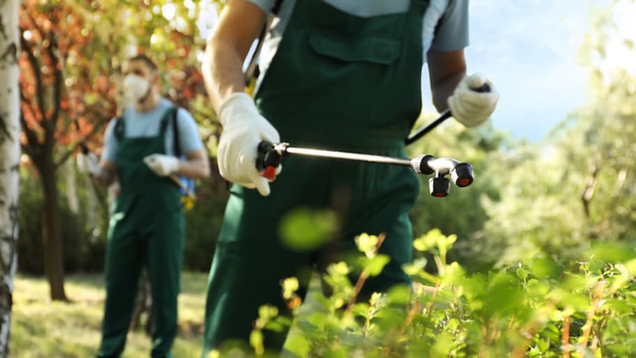 two workers spraying bushes outside for pests