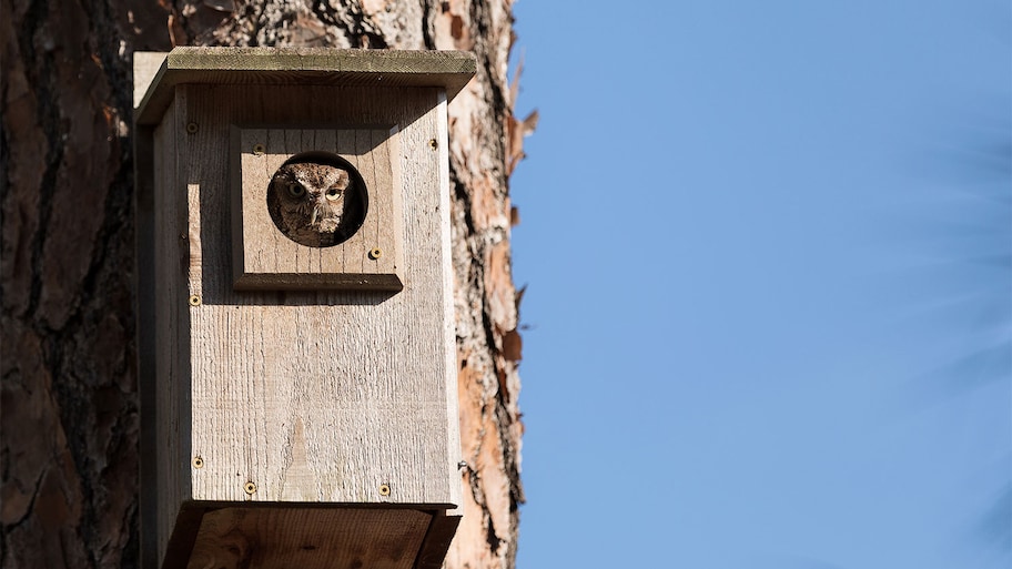 A view of an owl inside an owl nest box