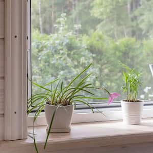 Plants and a watering can in front of a window screen