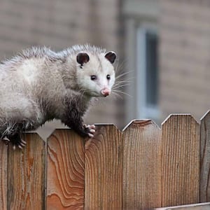 possum on wood fence 