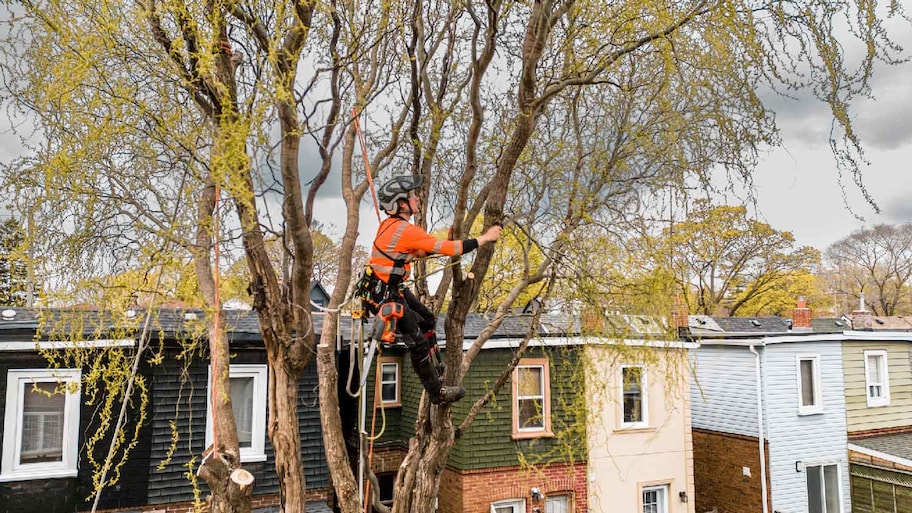 A professional cutting down a tree