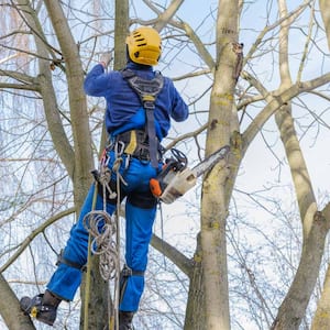 Professional hanging and cutting large bare branches