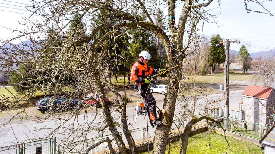 A professional removing a tree from a house’s yard