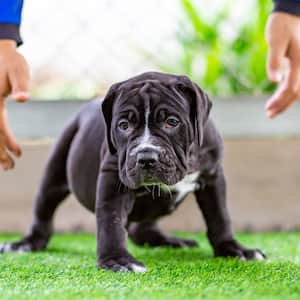 man with puppy on artificial grass