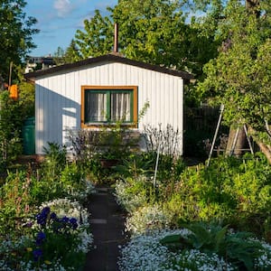  A shed in a lush backyard