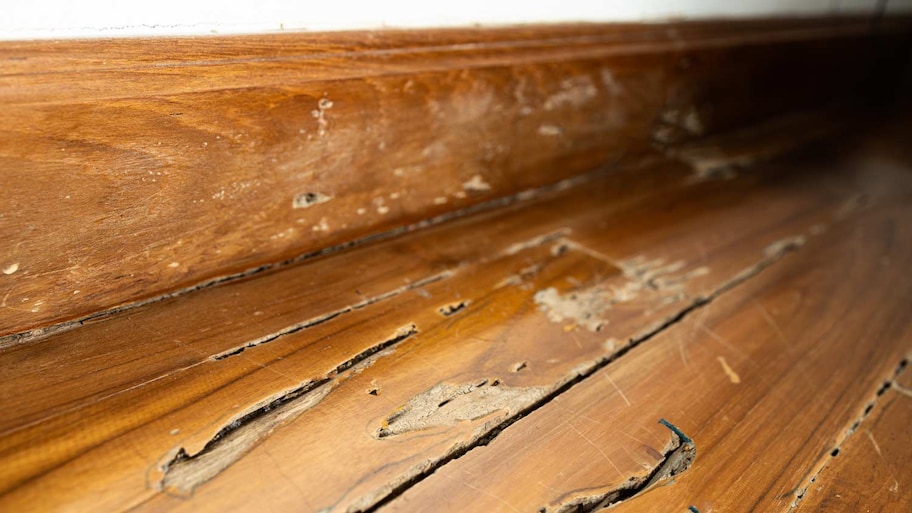 termite damage in wood floor 