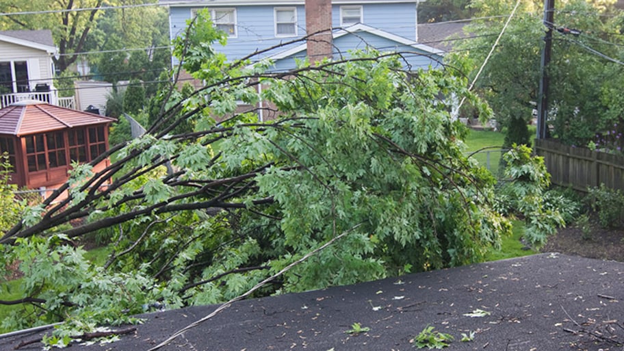 Tree fallen on power line