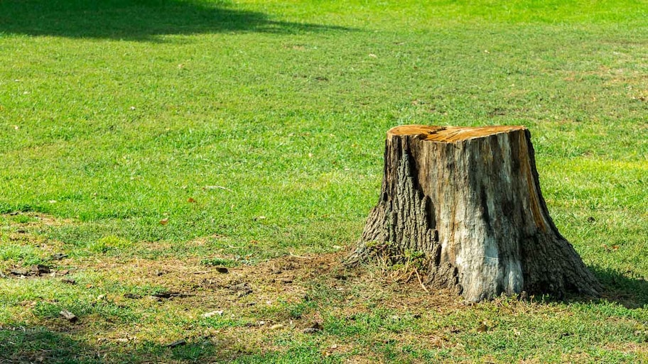 Tree stump in a garden