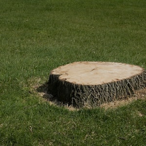 tree stump in lawn