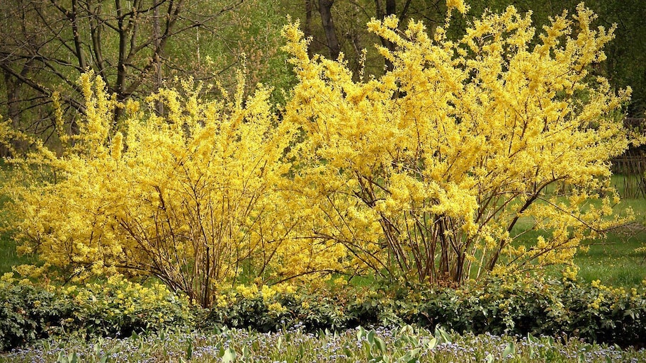 Two blooming forsythia bushes