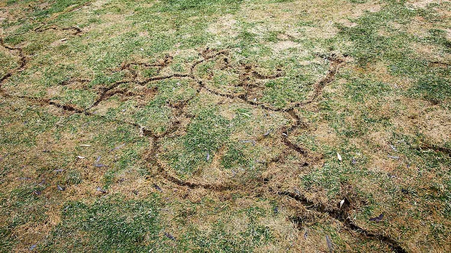 An overhead view of vole tunnels