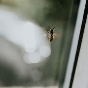 A wasp on a window