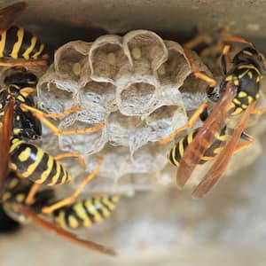 Wasps on comb