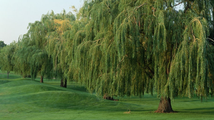 Array of weeping willow trees along a golf course