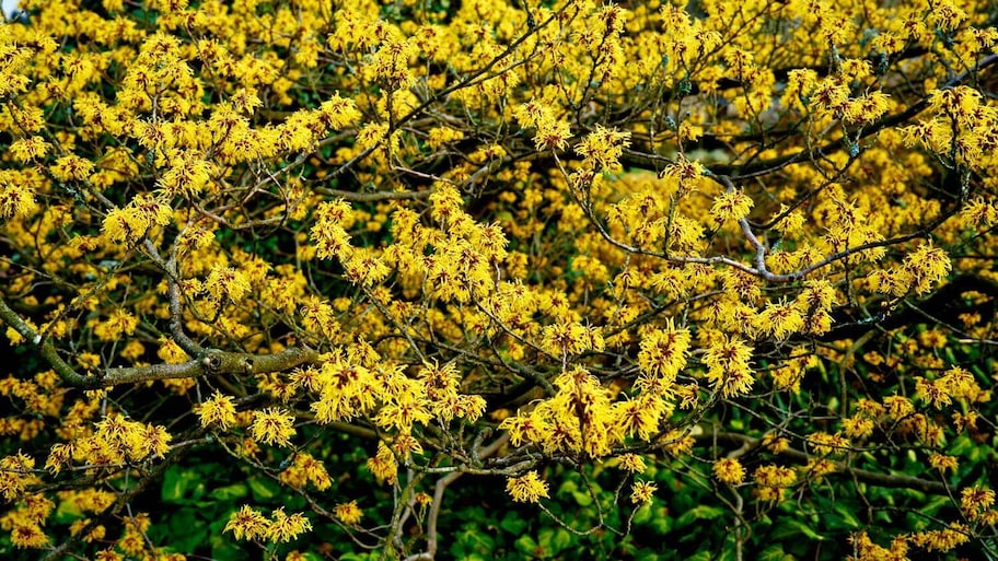 A witch hazel bush in a country garden