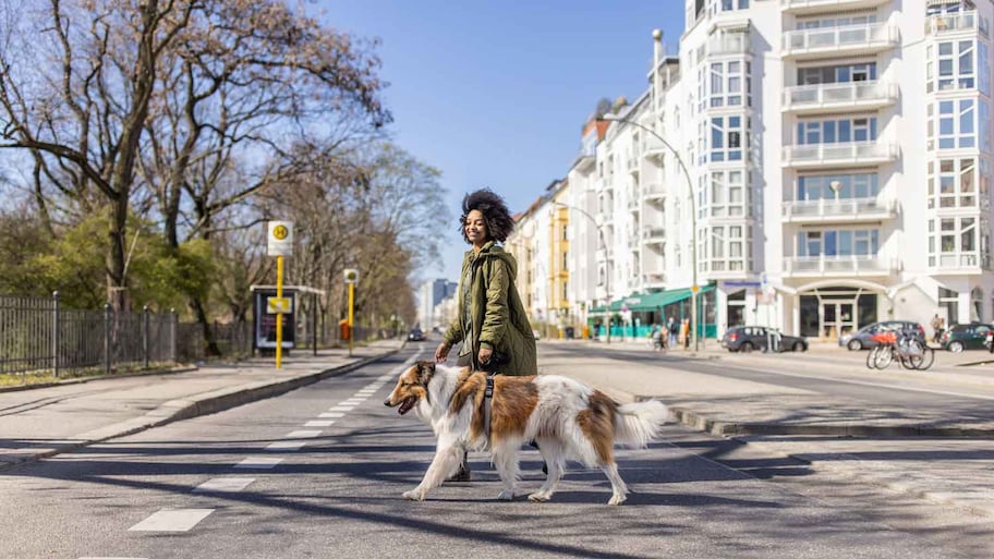 A woman working as a dog sitter taking a dog for a walk