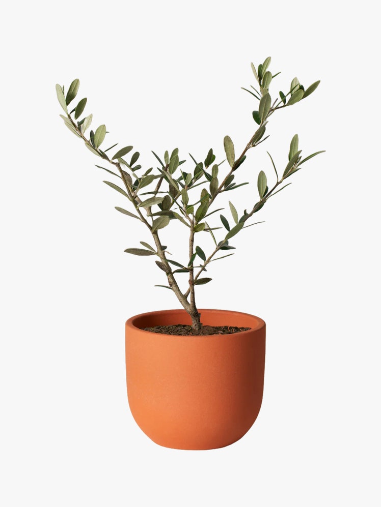 Olive Tree inside a terra cotta pot.