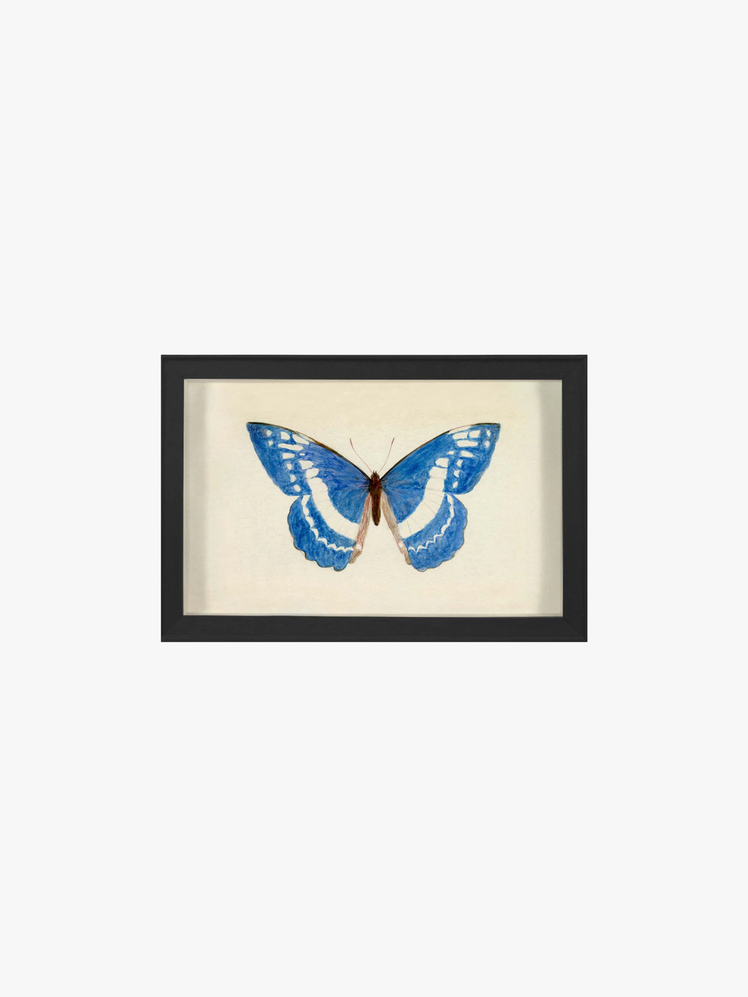 Framed artwork of an illustrated blue butterfly.