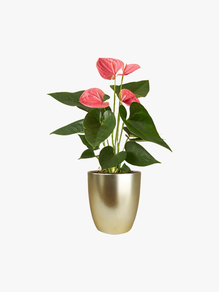 Pink Anthurium plant in a gold pot.