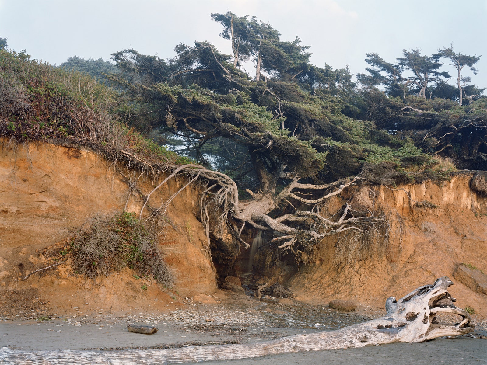 Photographer Mitch Epstein Captures the Majestic Beauty of Old-Growth Trees