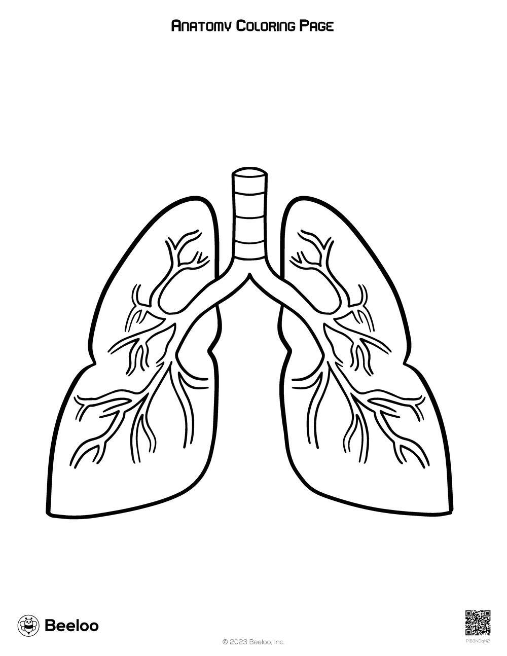 Anatomy Coloring Page