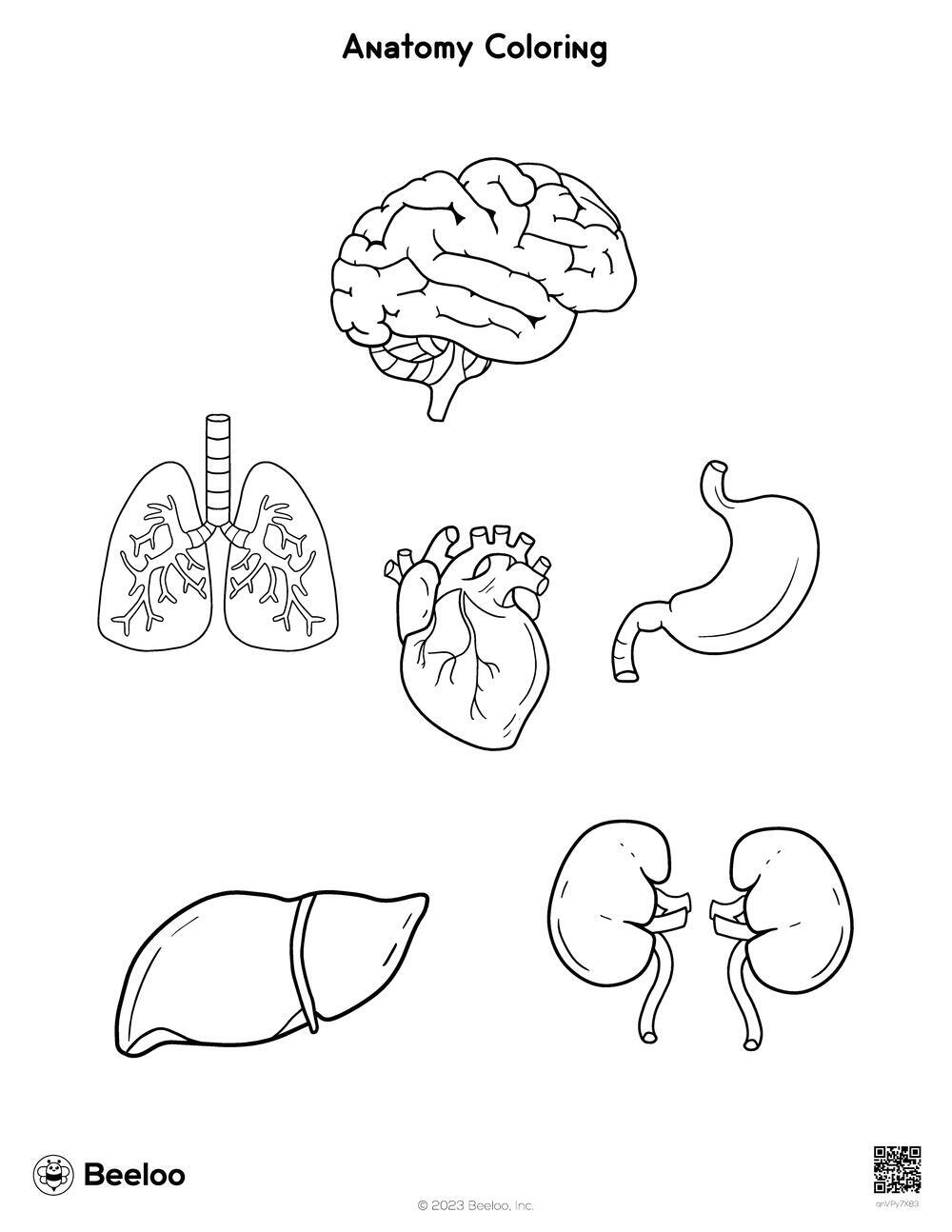 Anatomy Coloring