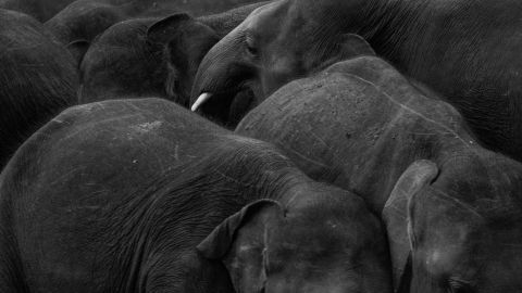 Humans and elephants are struggling to coexist in Sri Lanka. As people continue to encroach on the animal’s habitat, photographer Federico Borella captured the complex conflict that’s causing casualties on both sides.