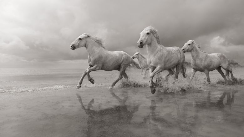 01_White-Horses-Camargue-Drew-Doggett-Chasing-Light.JPG