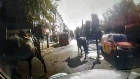 A still from dash cam video courtesy of a black cab driver shows two of three military horses which bolted through central London on Monday morning.