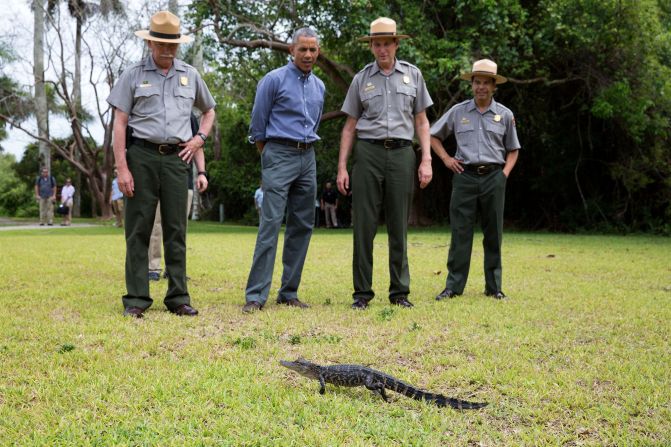 Keeping his distance from a baby alligator on Earth Day at Everglades National Park in Florida on April 22, 2015. 