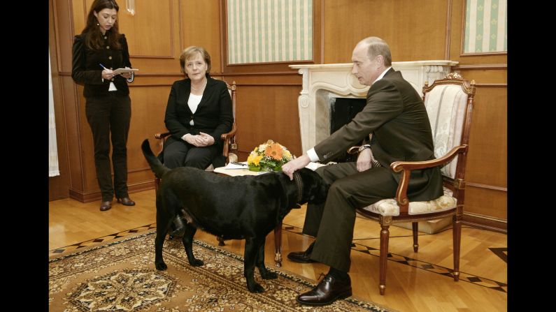 Putin pets his dog Kuni as he addresses journalists with German Chancellor Angela Merkel in January 2007. Merkel, reportedly fearful of dogs since one attacked her in 1995, was photographed looking distinctly uncomfortable when Putin brought his large black Labrador into the meeting in Sochi, Russia. Years later, <a href="http://www.cnn.com/2016/01/12/europe/putin-merkel-scared-dog/index.html" target="_blank">he told the German newspaper Bild</a> he had no intention of intimidating Merkel. "When I found out that she doesn't like dogs, of course I apologized," he said.