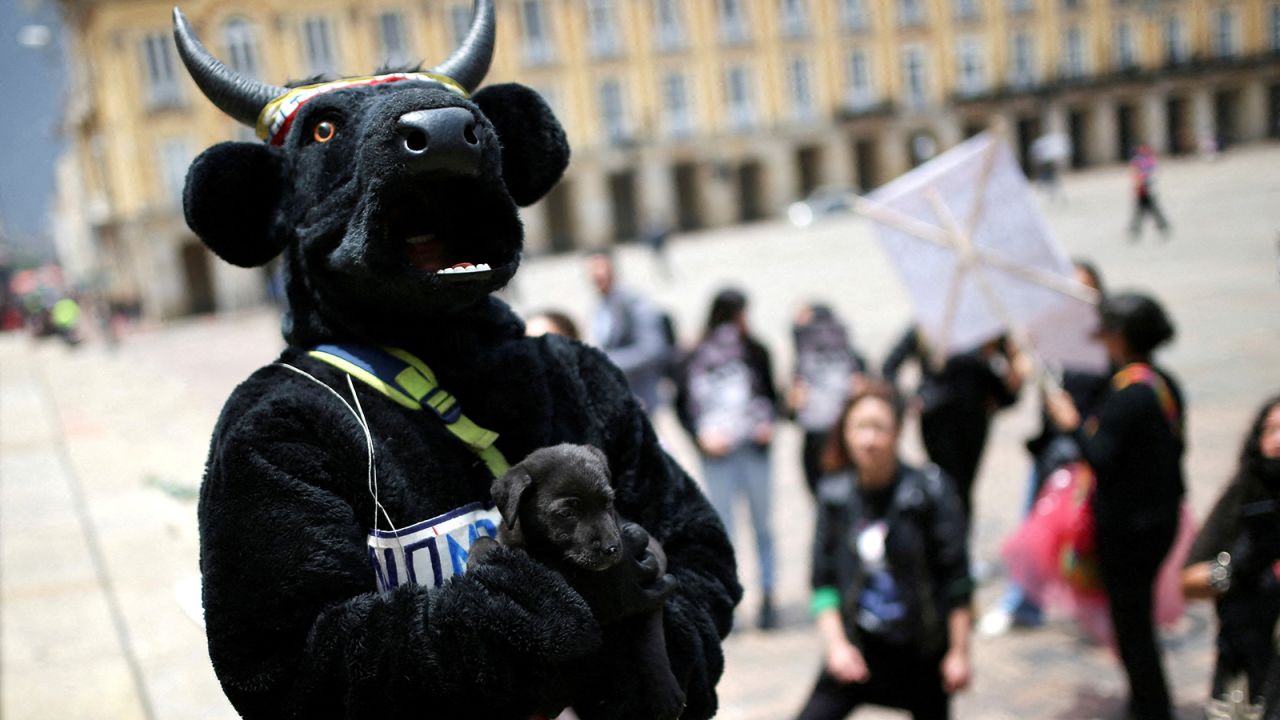 A protest against bullfighting takes place in Bogota, Colombia.