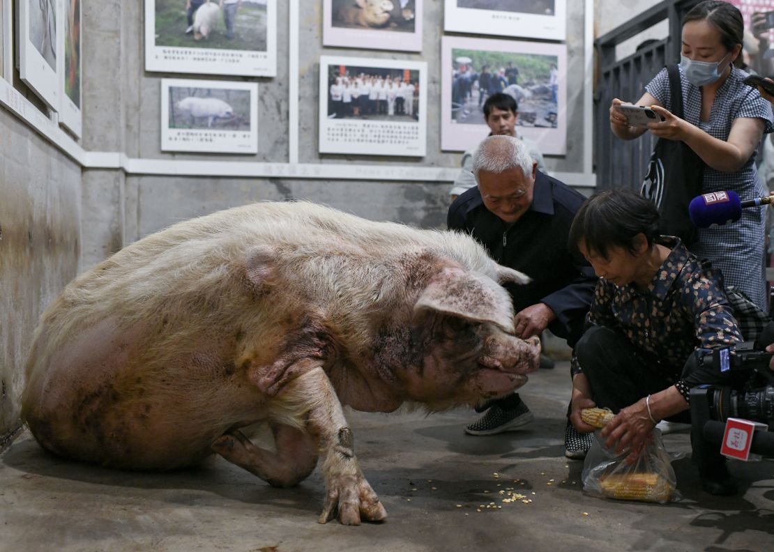 Zhu Jiangqiang's former owners feed him at the Jianchuan Museum on May 12, 2021 in Chengdu, China.