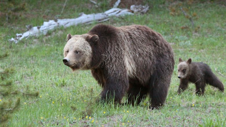 YELLOWSTONE NATIONAL PARK, WYOMING, UNITED STATES - 2017/06/02: A Mother Grizzly and her cub walk through a meadow in Yellowstone National Park. (Photo by Will Powers/SOPA Images/LightRocket via Getty Images)