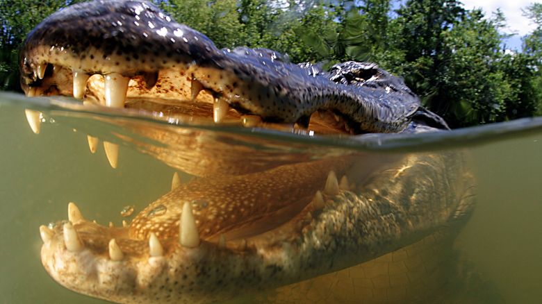 American Alligator in Everglades National Park, Florida.